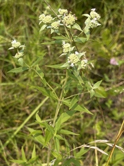 Pycnanthemum verticillatum