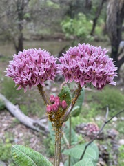 Asclepias otarioides
