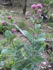Asclepias otarioides