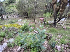 Asclepias otarioides
