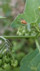 Sapromyzosoma quadripunctata