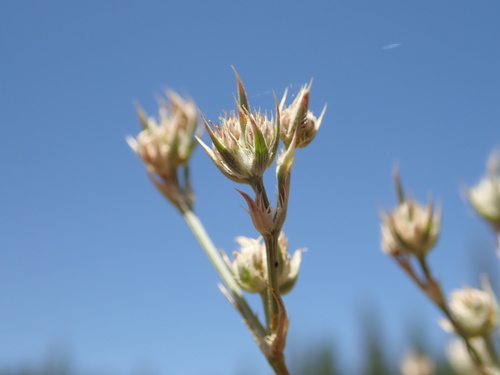 Eryngium constancei