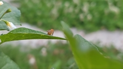 Sapromyzosoma quadripunctata