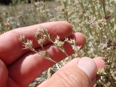 Eryngium constancei