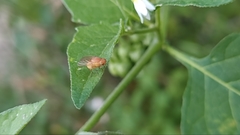 Sapromyzosoma quadripunctata