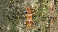 Trichoferus pallidus