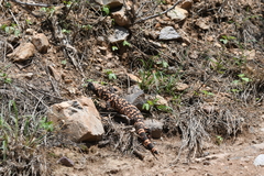 Heloderma suspectum suspectum