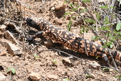 Heloderma suspectum suspectum