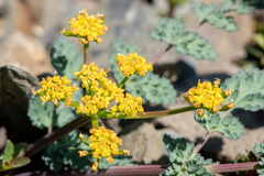 Lomatium martindalei