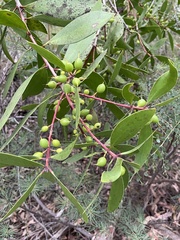 Persoonia levis