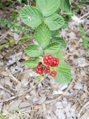 Rubus pascuus