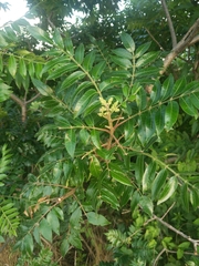 Rhus copallinum