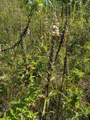 Digitalis lanata