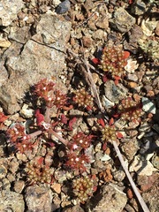 Chorizanthe aphanantha