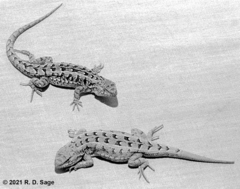 Liolaemus wiegmannii