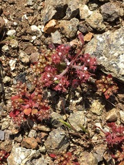 Chorizanthe aphanantha