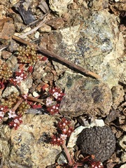 Chorizanthe aphanantha