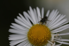 Perdita octomaculata