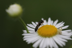 Perdita octomaculata