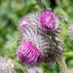 Cirsium edule