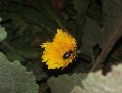 Leschenius vulcanorum