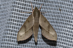 Xylophanes rhodocera