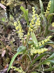 Stelis pusilla