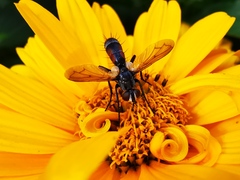 Cylindromyia bicolor