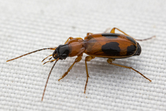 Badister neopulchellus