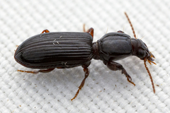 Clivina dentipes