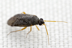 Phoenicocoris strobicola