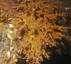 Dendronotus europaeus