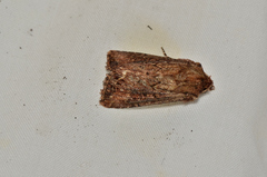 Dasygaster ligniplena