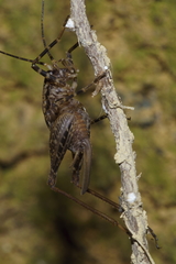 Pleioplectron hudsoni