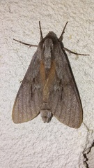 Lapara coniferarum