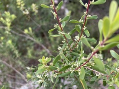 Styphelia mutica