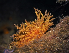 Dendronotus europaeus