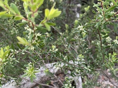 Styphelia mutica