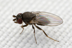 Diptera