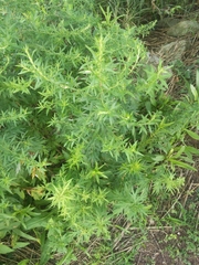 Artemisia vulgaris