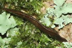 Australopacifica jacksoniana