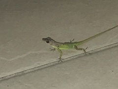 Anolis extremus