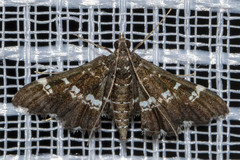 Desmia ufeus
