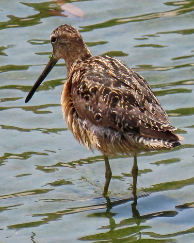 photo of Long-billed Dowitcher (Limnodromus scolopaceus)
