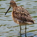 photo of Long-billed Dowitcher (Limnodromus scolopaceus)