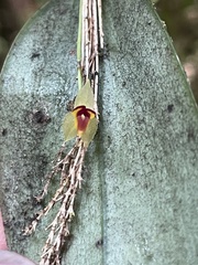 Lepanthes rhynchion
