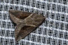 Hypena subidalis