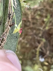Lepanthes rhynchion