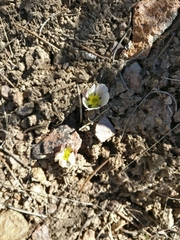 Ranunculus andersonii