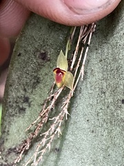 Lepanthes rhynchion
